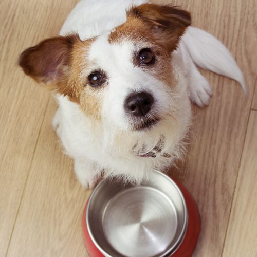 dog asking for treats