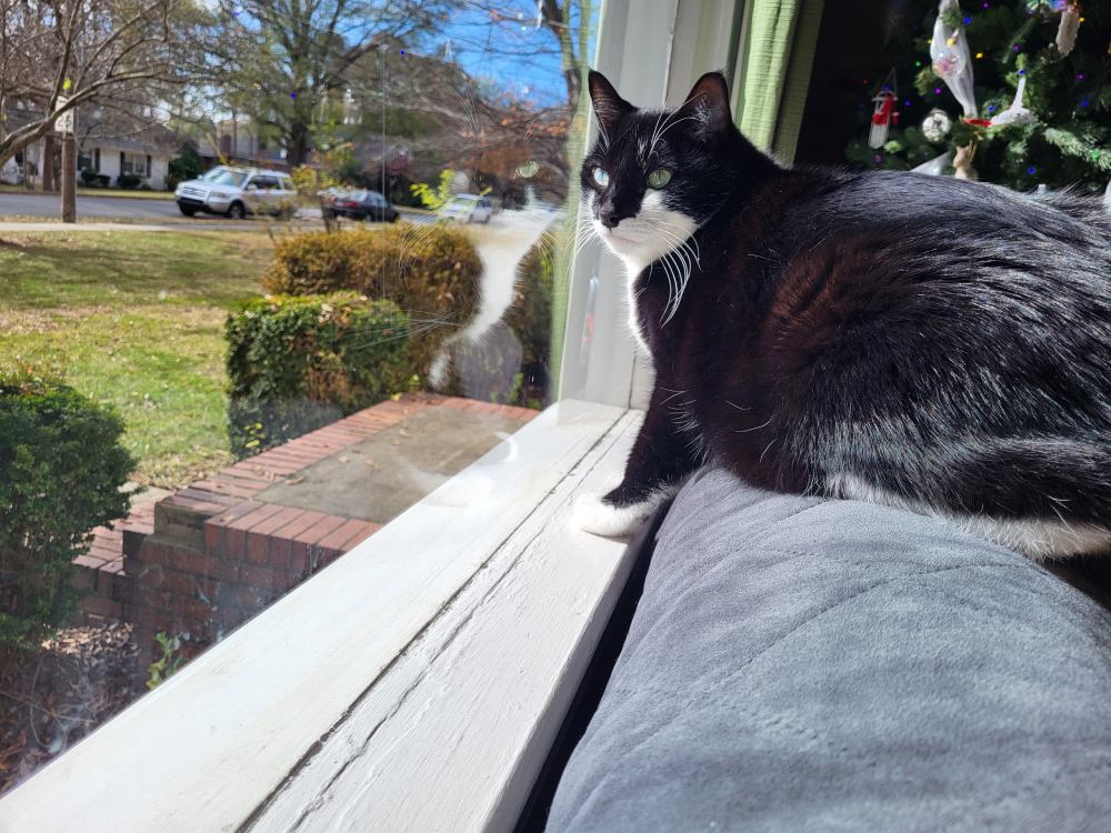 A cat sitting on a windowsill