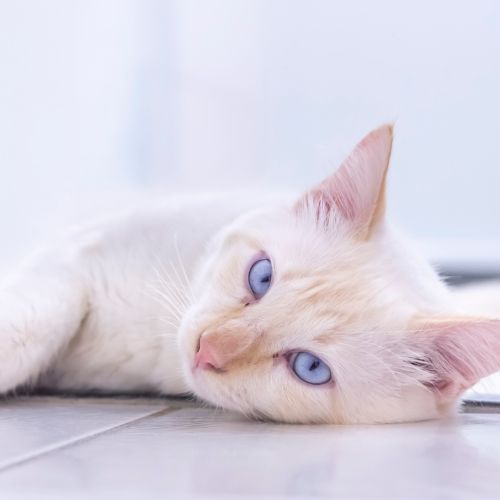 a white cat lying on the floor