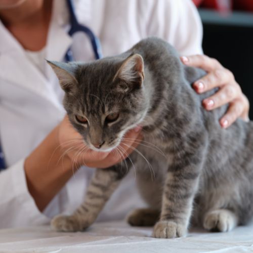 a vet holding a cat