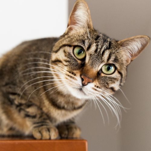 A close-up of a brown tabby cat with green eyes