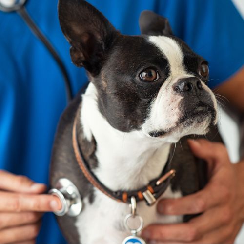 a dog with a stethoscope around its neck