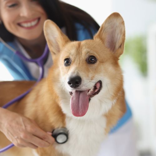 a vet with a stethoscope on a dog