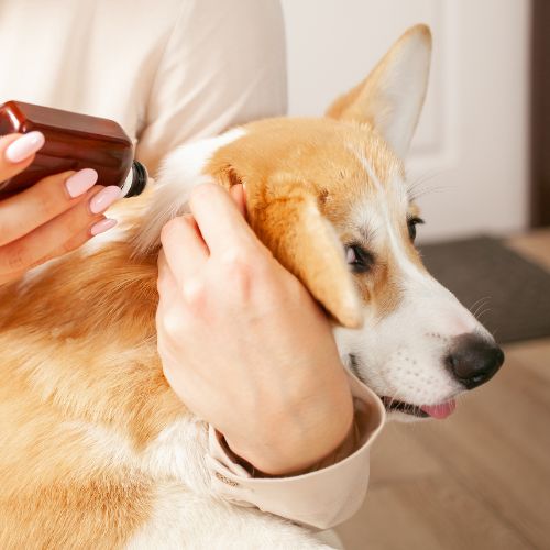 a vet spraying a dog's ear