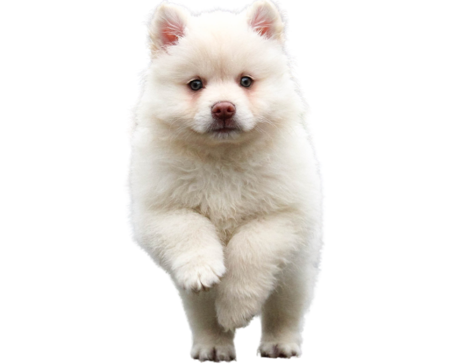 a white puppy running