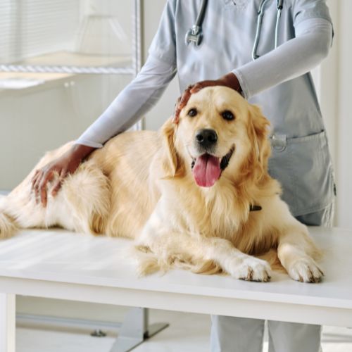 a dog lying on a table with a veterinarian