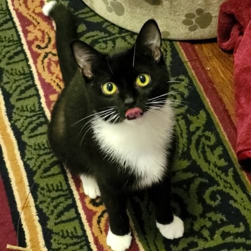 a cat sitting on a rug