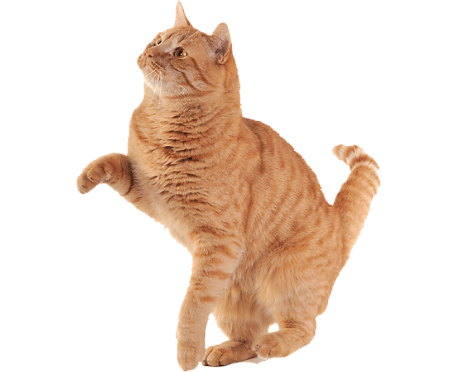 a cat standing on its hind legs