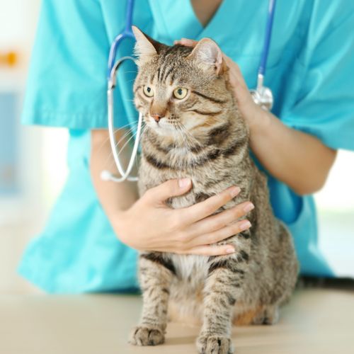 a vet holding a cat