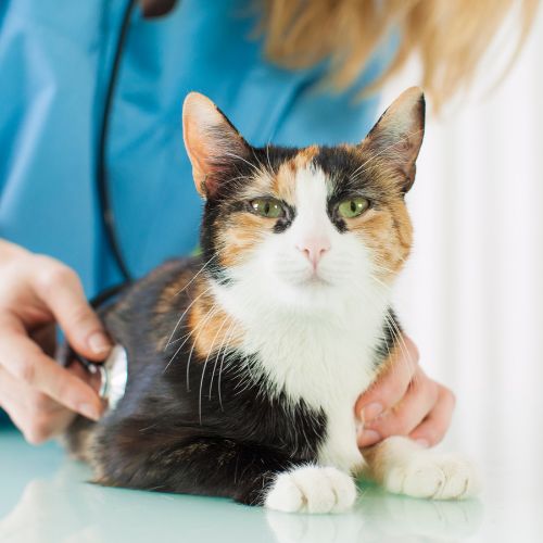 A cat being examined by a veterinarian