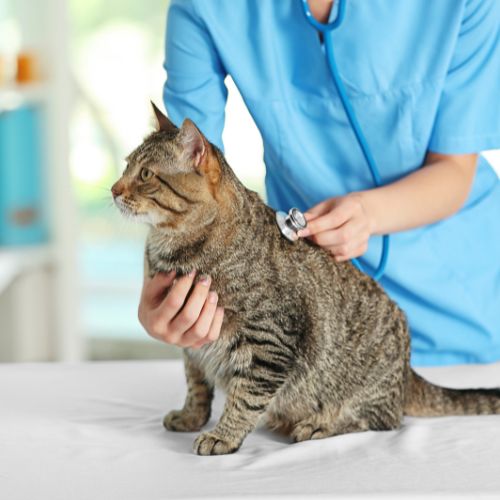 a vet in blue scrubs examining a cat