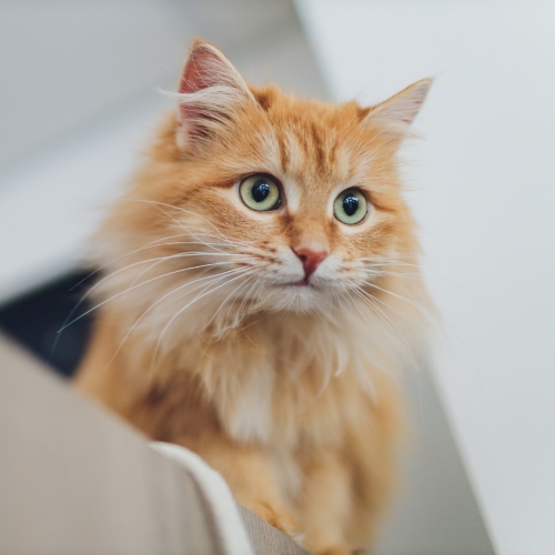 A cat sitting on a surface