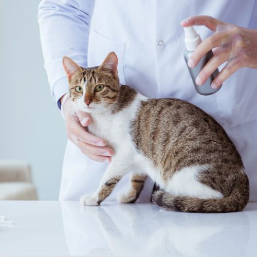 a vet holding a cat