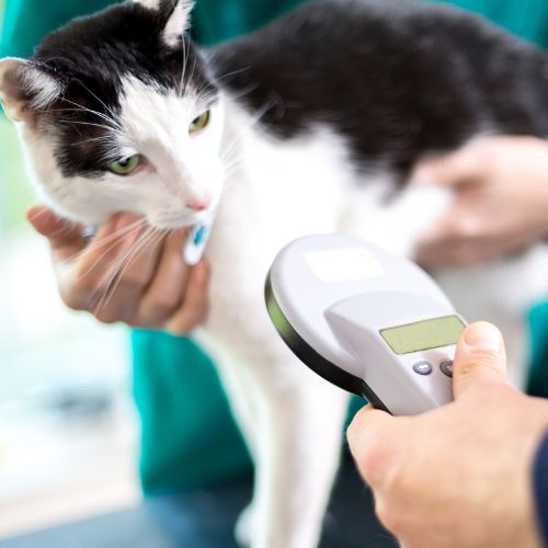 a vet  holding a device to check a cat