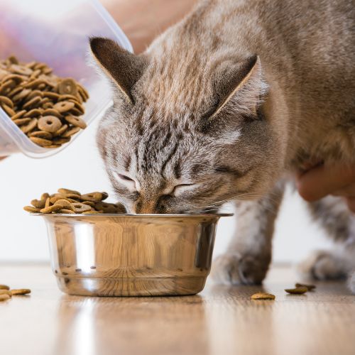 a cat eating out of a bowl