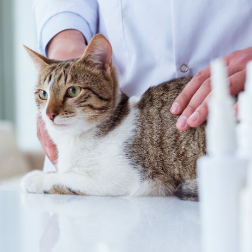 a vet petting a cat