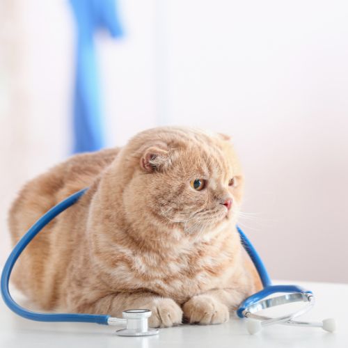 a cat with a stethoscope around its neck