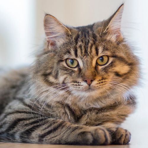 a cat sitting on the floor