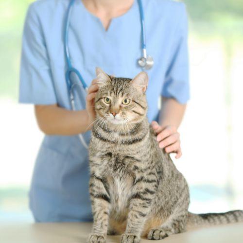 a cat with a vet