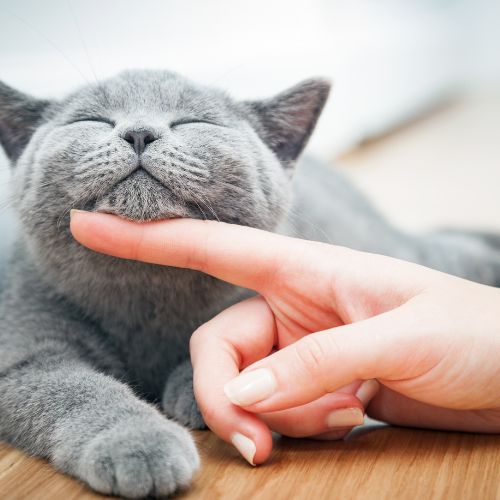 a person touching a cat's chin